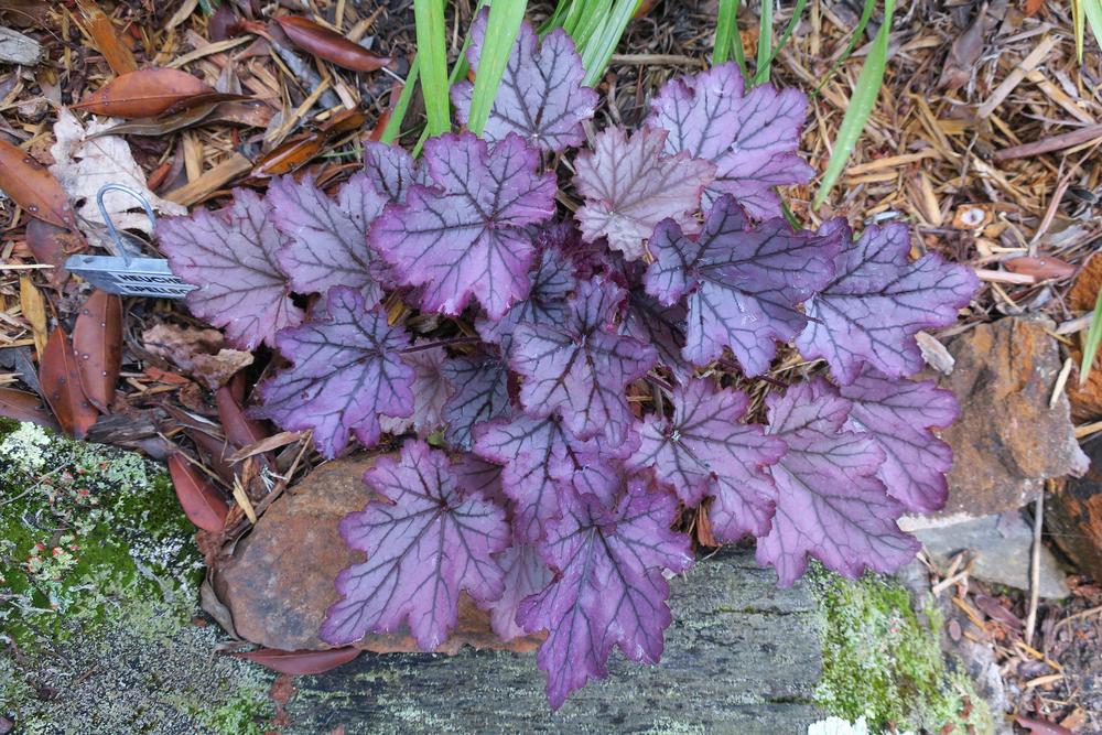 Photo of Coral Bells (Heuchera 'Spellbound') uploaded by 2Dogsmother