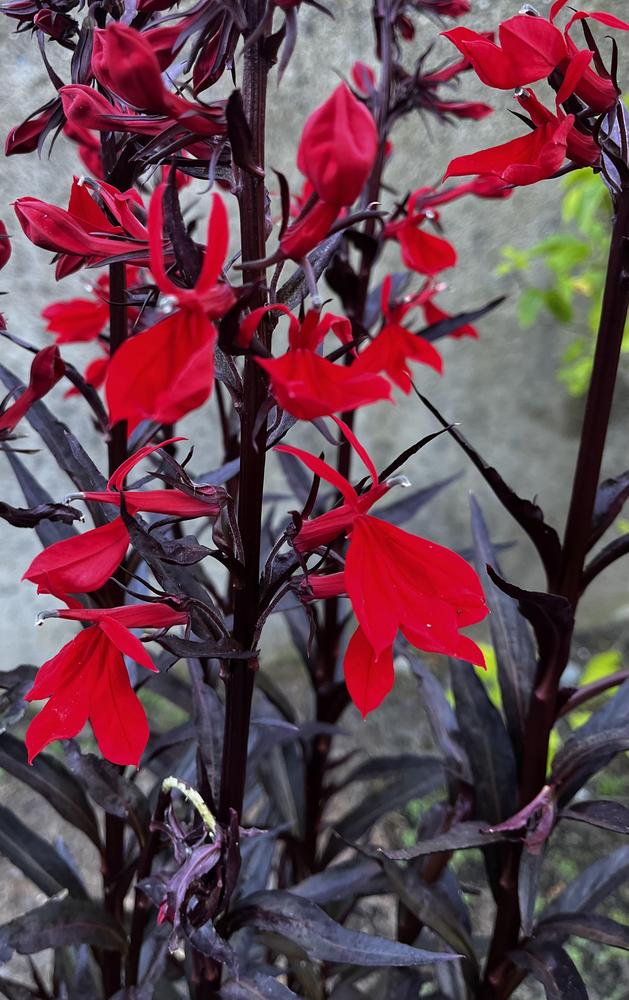 Photo of Cardinal Flower (Lobelia 'Queen Victoria') uploaded by imnotmike