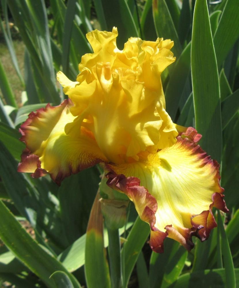 Photo of Tall Bearded Iris (Iris 'Rim of Fire') uploaded by tveguy3