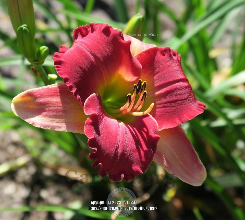 Photo of Daylily (Hemerocallis 'Red, White and New') uploaded by Char