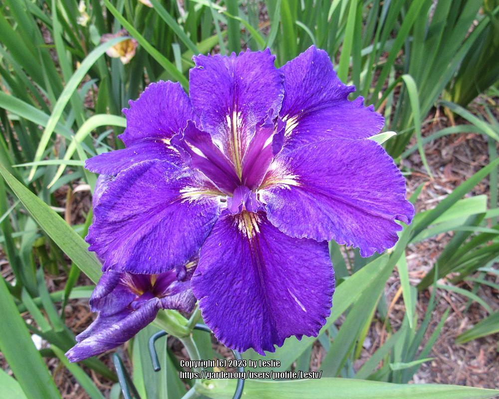 Photo of Louisiana Iris (Iris 'Extraordinaire') uploaded by Lestv