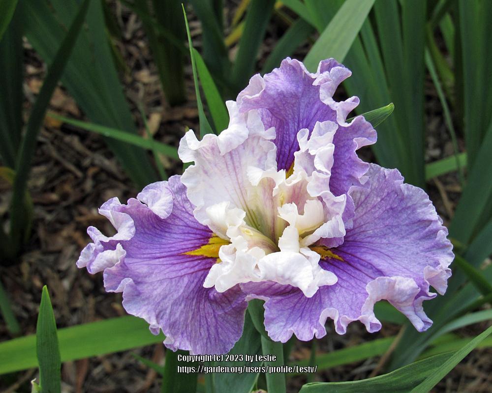Photo of Louisiana Iris (Iris 'Renée Fleming') uploaded by Lestv