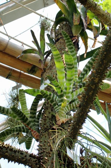 Photo of Bromeliad (Aechmea zebrina) uploaded by RuuddeBlock