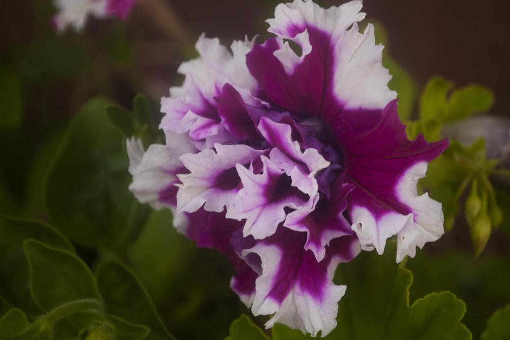 Photo of Petunia 'Greetings from Jaromere' uploaded by AudreyDee