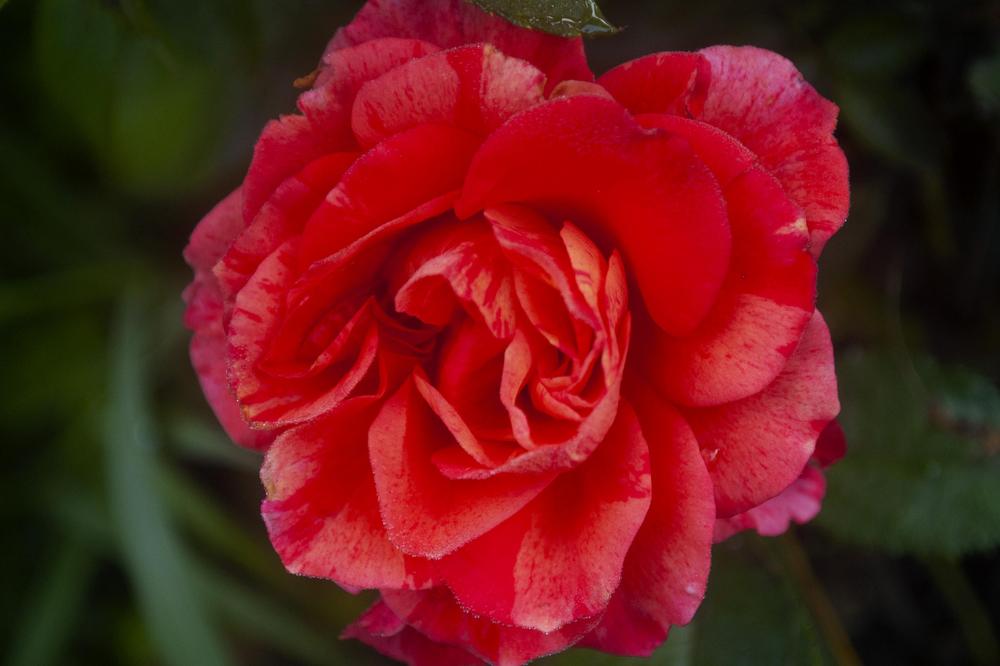Photo of Rose (Rosa 'Frida Kahlo') uploaded by AudreyDee