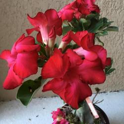 Location: My garden in Tampa, Florida
Date: 2023-08-06
There are 3 branches with bouquet like blooms.