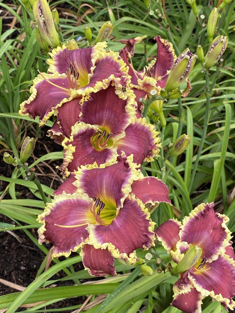 Photo of Daylily (Hemerocallis 'Grit Your Teeth') uploaded by Legalily
