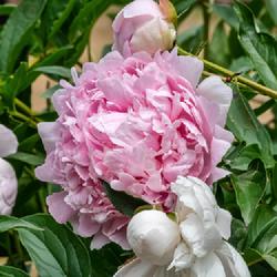 Location: W E Upjohn Peony Garden, Nichols Arboretum, Ann Arbor
Date: 2023-06-12
Nominally a pink variety, Anne Bigger appears to produce some blo