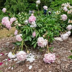 Location: W E Upjohn Peony Garden, Nichols Arboretum, Ann Arbor
Date: 2023-06-12
This clearly illustrates that blooms need support, despite claims