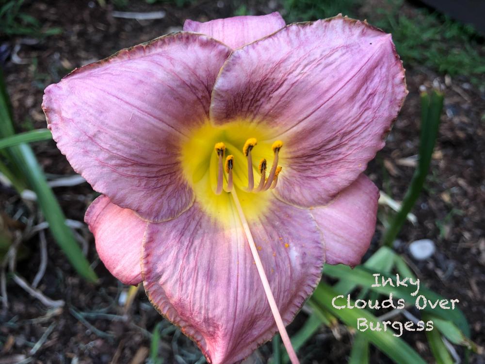 Photo of Daylily (Hemerocallis 'Inky Clouds over Burgess') uploaded by geeter8