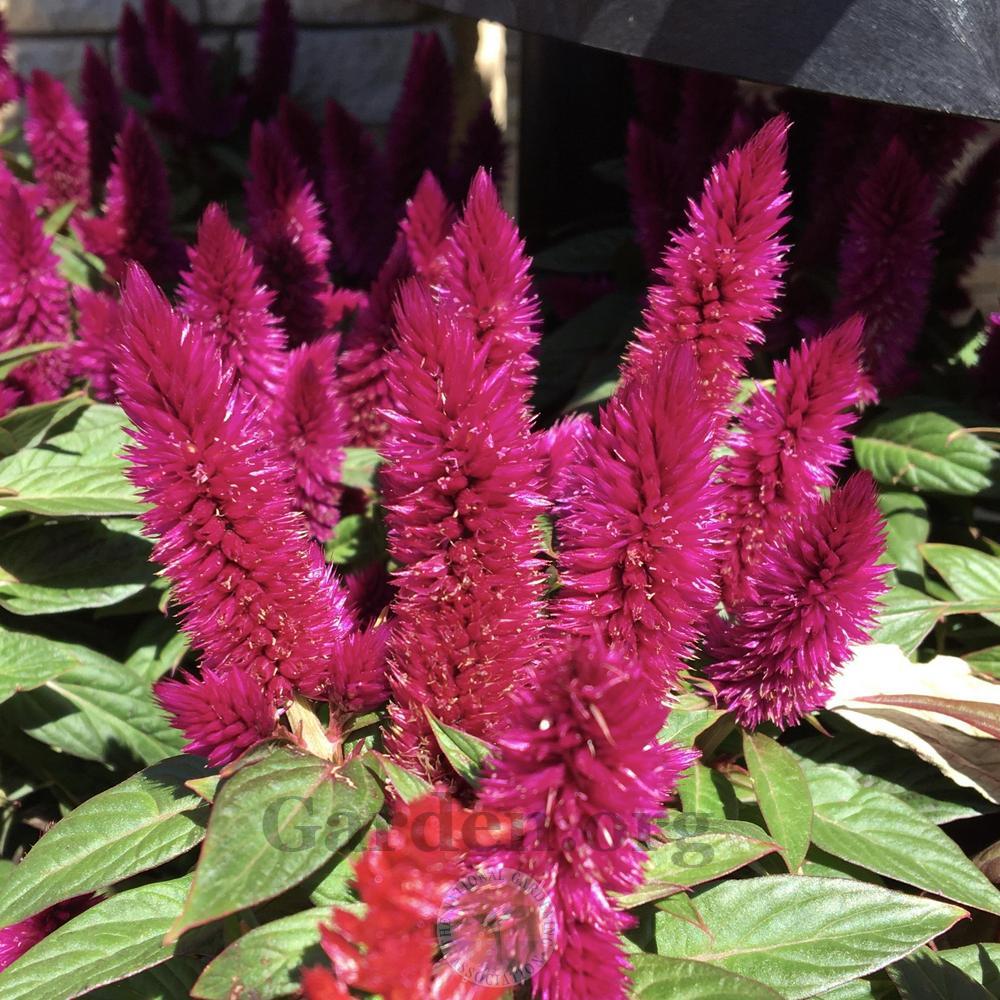 Photo of Celosia argentea Intenz™ Dark Purple uploaded by BlueOddish