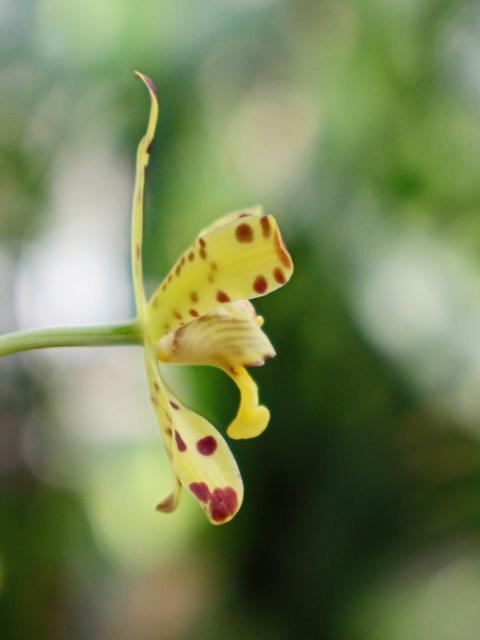 Photo of Leopard Orchid (Ansellia africana) uploaded by RuuddeBlock