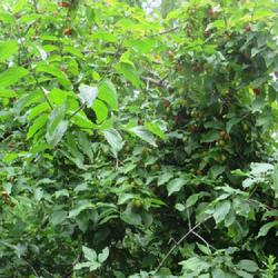 Location: Toronto, Ontario
Date: 2023-08-07
Cornelian Cherry (Cornus mas 'Aurea')bear lots of fruit.