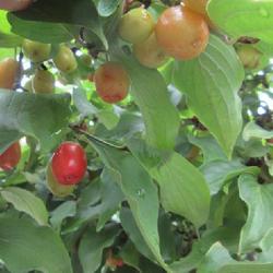 Location: Toronto, Ontario
Date: 2023-08-07
Cornelian Cherry (Cornus mas 'Aurea')fruit.