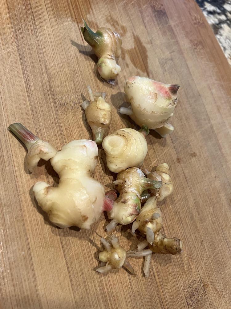 Photo of Common Ginger (Zingiber officinale) uploaded by Floridian