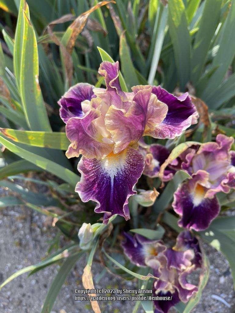 Photo of Intermediate Bearded Iris (Iris 'Micro Burst') uploaded by Henhouse