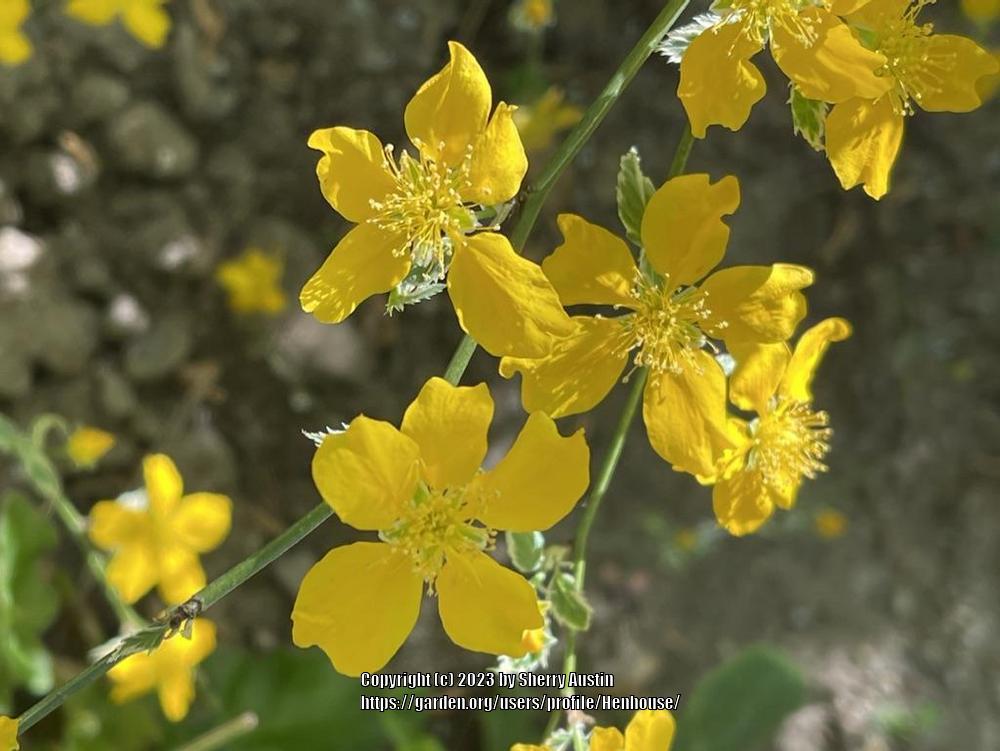 Photo of Japanese Variegated Kerria (Kerria japonica 'Picta') uploaded by Henhouse