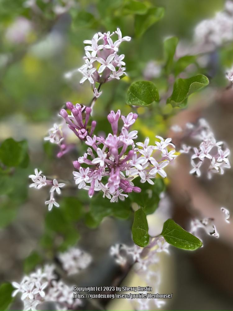 Photo of Manchurian Lilac (Syringa pubescens subsp. patula 'Miss Kim') uploaded by Henhouse