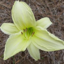 Location: West Jefferson, North Carolina
Date: 2023-08-09
First flower ever