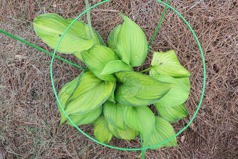 Photo of Hosta 'Guacamole' uploaded by 2Dogsmother