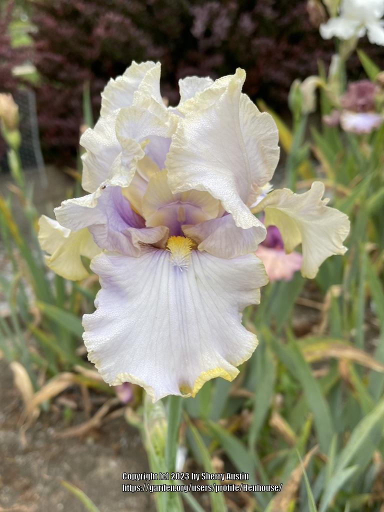 Photo of Tall Bearded Iris (Iris 'Pewter and Gold') uploaded by Henhouse