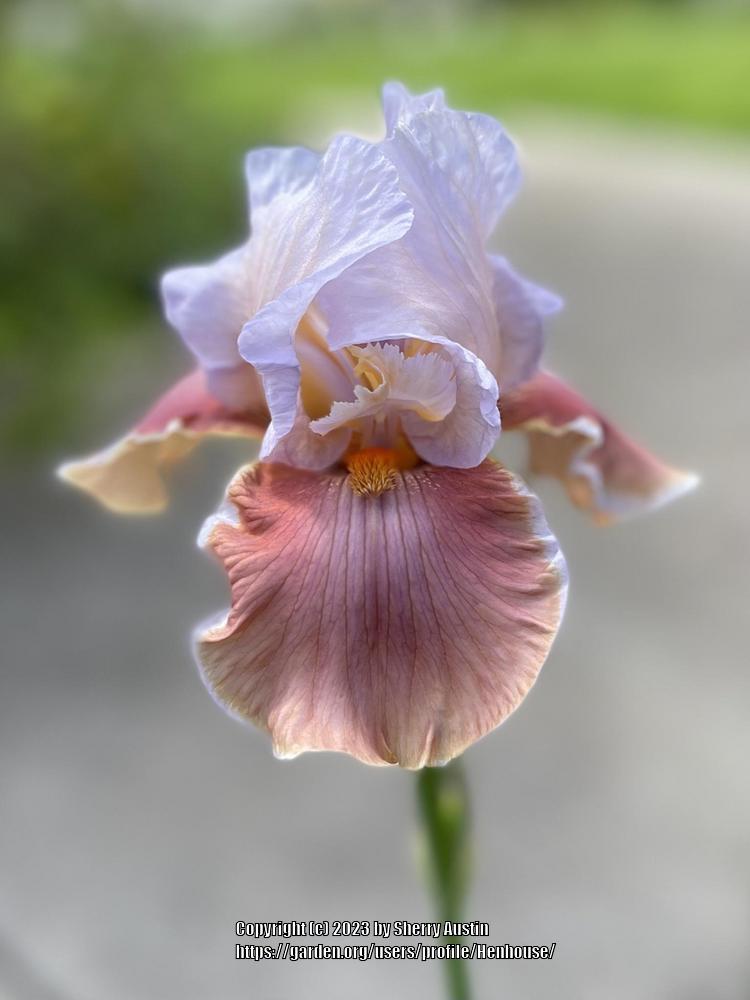 Photo of Tall Bearded Iris (Iris 'Magharee') uploaded by Henhouse