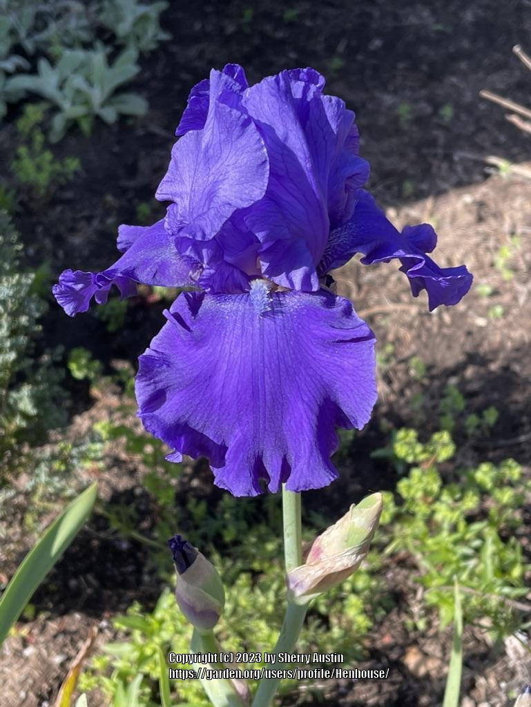 Photo of Tall Bearded Iris (Iris 'Pledge Allegiance') uploaded by Henhouse