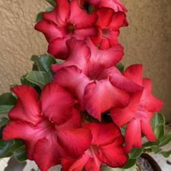 Location: My garden in Tampa, Florida
Date: 2023-08-09
Blooms of my grafted Red Dragon desert rose.