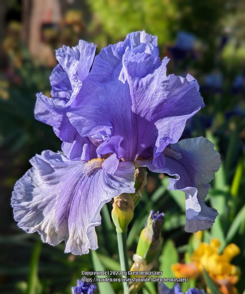 Photo of Tall Bearded Iris (Iris 'Olympiad') uploaded by Gretchenlasater