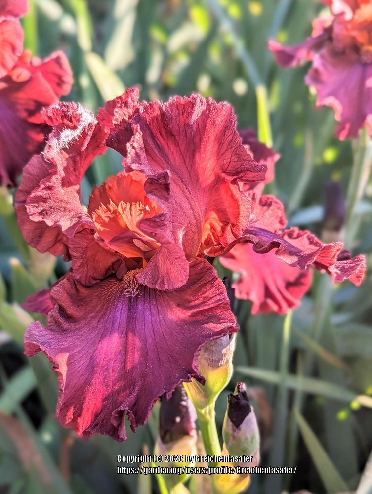 Photo of Tall Bearded Iris (Iris 'Catch the Fever') uploaded by Gretchenlasater
