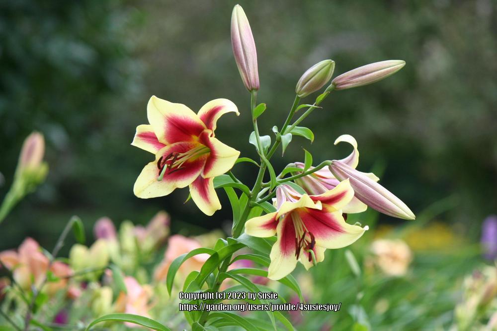 Photo of Lily (Lilium 'Sweetheart') uploaded by 4susiesjoy