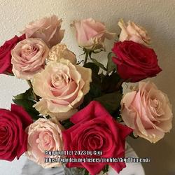 Location: My house in Tampa, Florida
Date: 2023-08-10
Beautiful store bought bouquet of roses to brighten my home offic