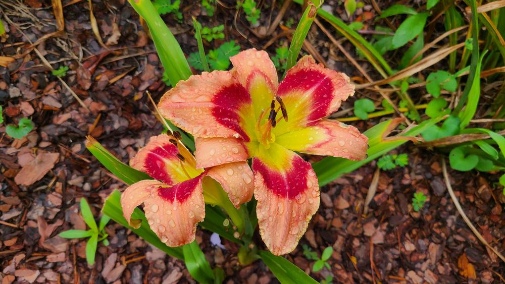 Photo of Daylily (Hemerocallis 'Carnival in Mexico') uploaded by LoriMT