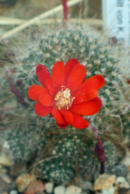 Photo of Flame Crown Cactus (Aylostera deminuta) uploaded by RuuddeBlock