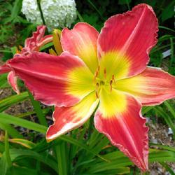 Location: Eagle Bay, New York
Date: 2023-08-01
Daylily (Hemerocallis 'Cherry Pie Delight') late morning blooms