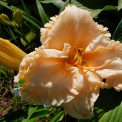 Location: Eagle Bay, New York
Date: 2023-08-01
Daylily (Hemerocallis 'Victorian Lace') in afternoon sun