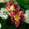 Daylily (Hemerocallis 'Black's Stormy Midnight') ... blooms well 