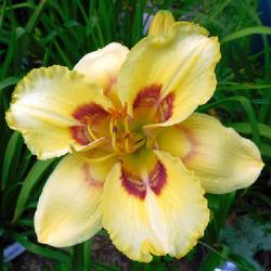 Location: Eagle Bay, New York
Date: 2023-08-01
Daylily (Hemerocallis 'Four Beasts in One') up close
