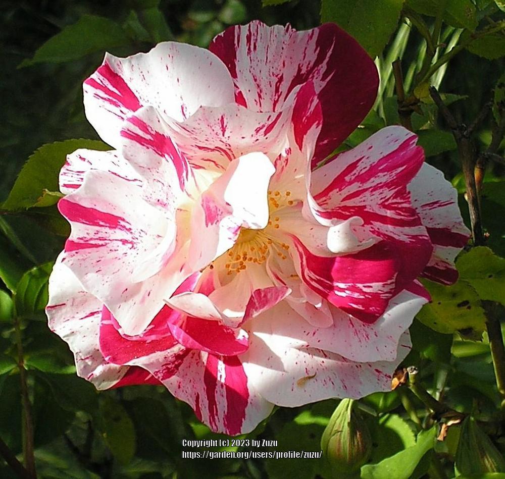 Photo of Rose (Rosa 'Peppermint Delight') uploaded by zuzu