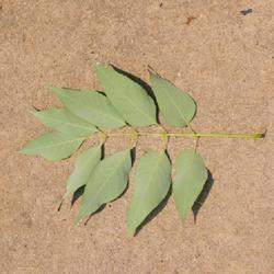 Location: Reading, Pennsylvania
Date: 2023-07-18
underside of a compound leaf with 9 leaflets being pale or whitis