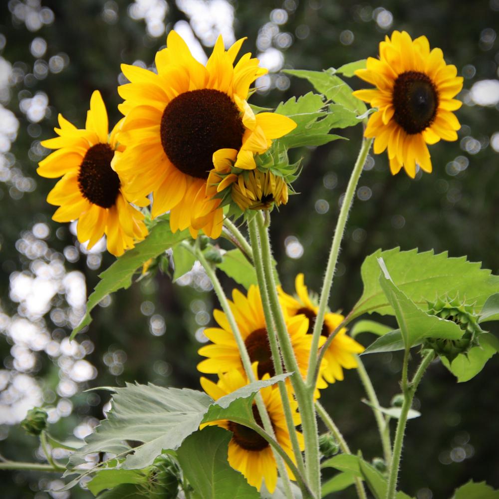 Photo of Sunflower (Helianthus annuus 'Autumn Beauty') uploaded by LoriMT