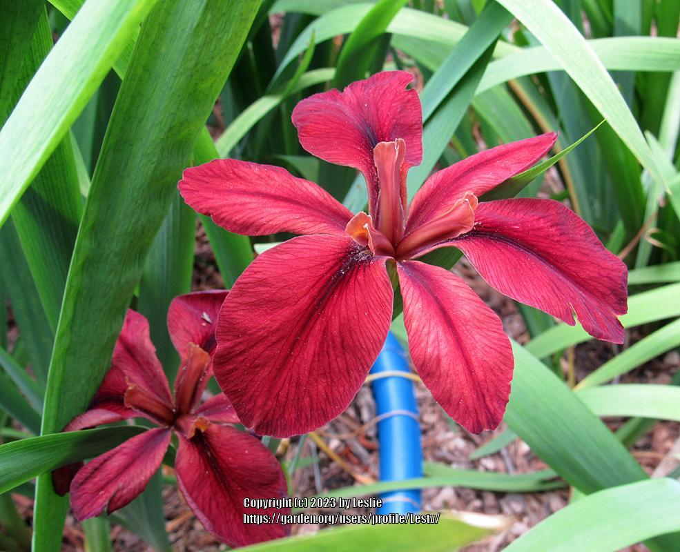 Photo of Louisiana Iris (Iris 'Red Echo') uploaded by Lestv