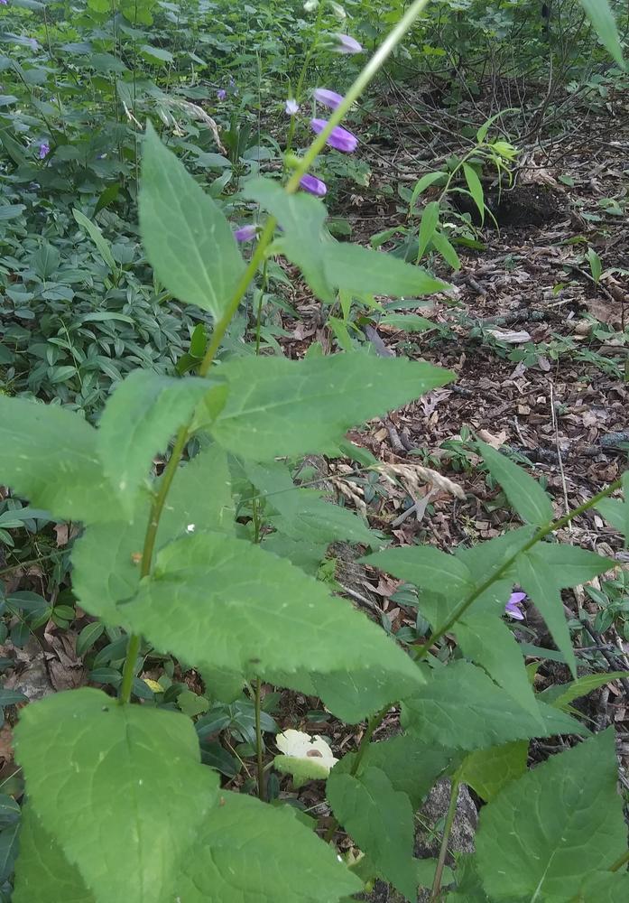 Photo of Creeping Bellflower (Campanula rapunculoides) uploaded by purpleinopp