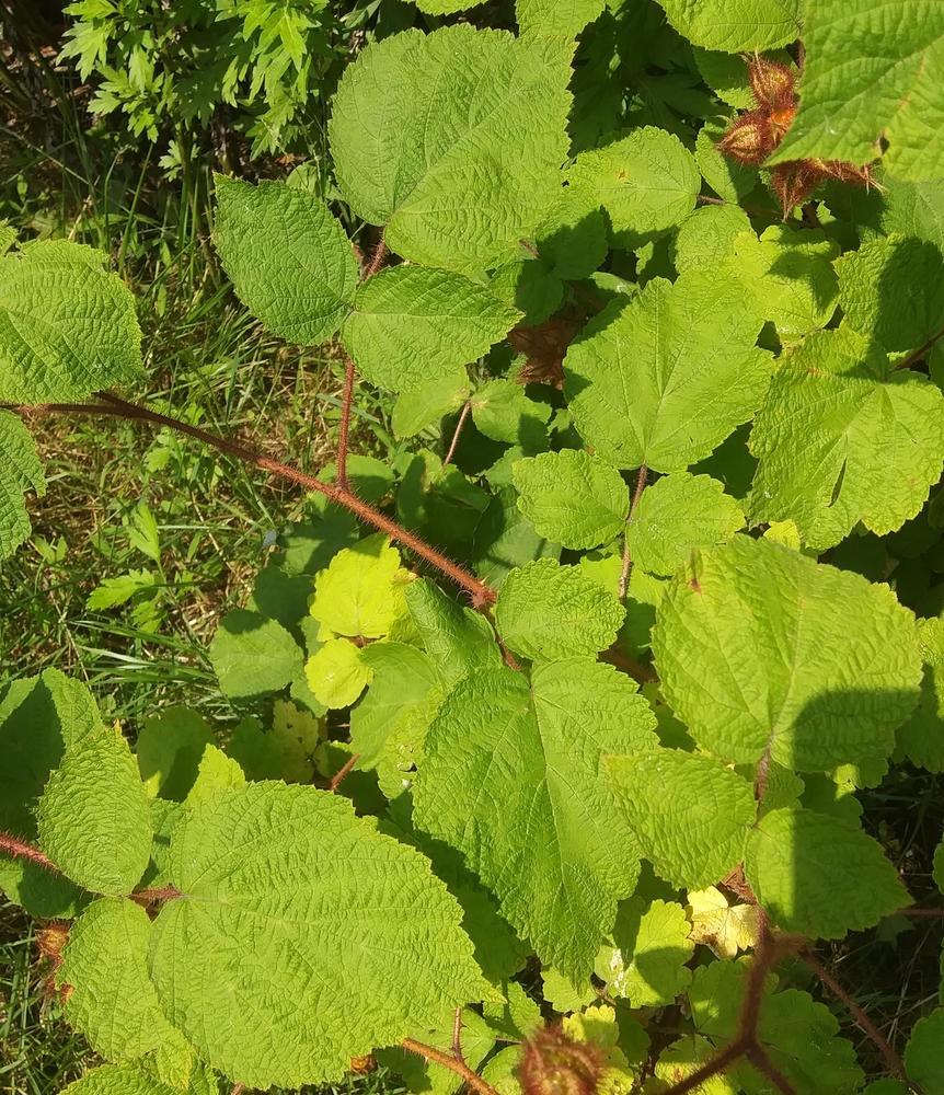 Photo of Wine Raspberry (Rubus phoenicolasius) uploaded by purpleinopp