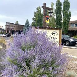 Location: Beautiful Russian sage in the town of Sisters, Oregon 
Date: 2023-08-04