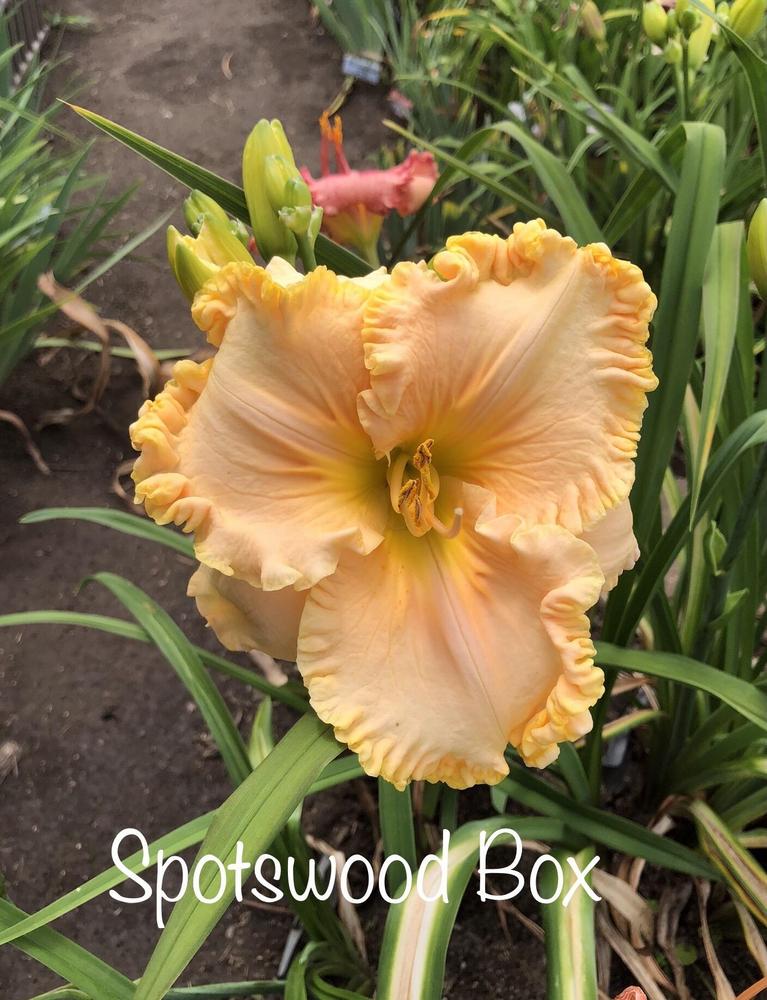 Photo of Daylily (Hemerocallis 'Spotswood Box') uploaded by Lilydaydreamer
