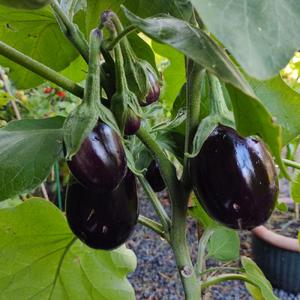 Black Beauty eggplants started from seed, growing in grow bag(zon
