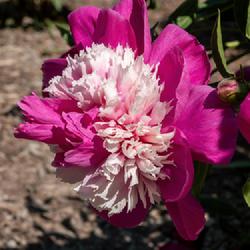 Location: W E Upjohn Peony Garden, Nichols Arboretum, Ann Arbor
Date: 2023-06-01
A number of blooms depart from simple anemone form by producing p