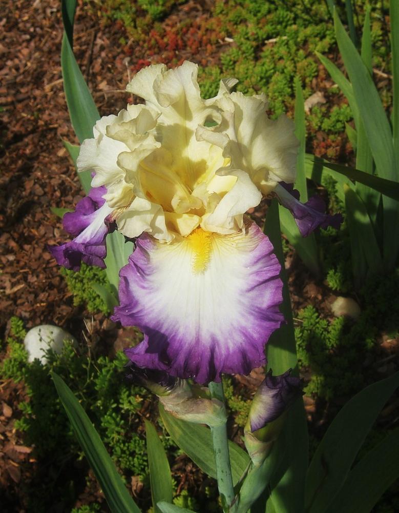 Photo of Tall Bearded Iris (Iris 'Day on the Bay') uploaded by pirl