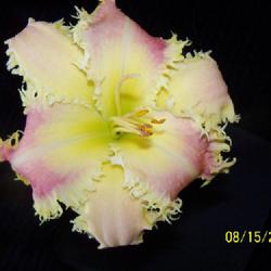 Location: My garden in northeast Texas
Date: 2023-08-15
Beautiful bloom on surprise late scape